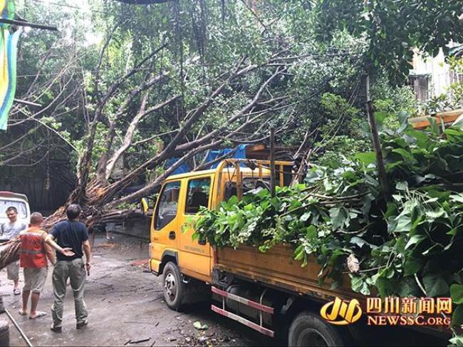 下暴雨高压线离树太近会怎样