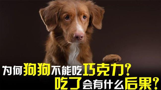 狗狗可以吃巧克力吗