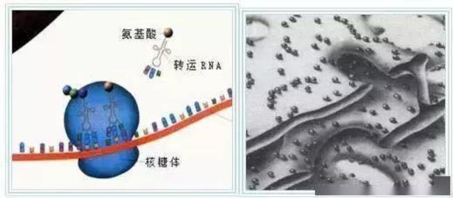 内质网不能产生水的原因