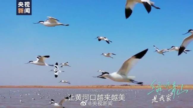 黄河入海口产什么鱼