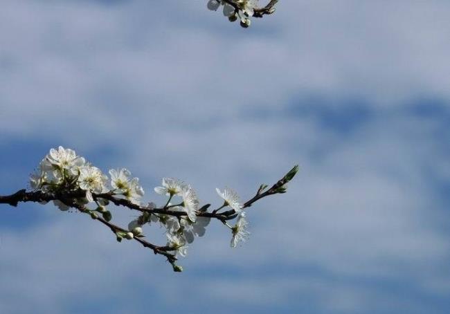 信宜市市花