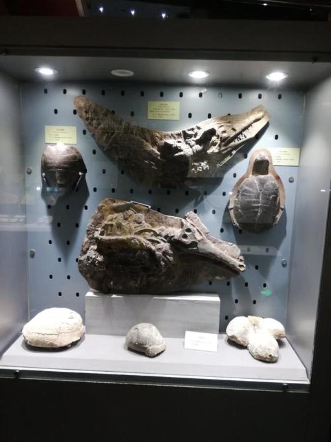 地质博物馆郑州开放时间