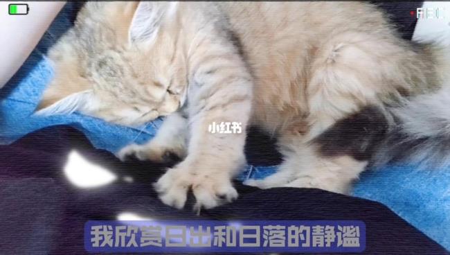 猫咪为啥喜欢踩奶