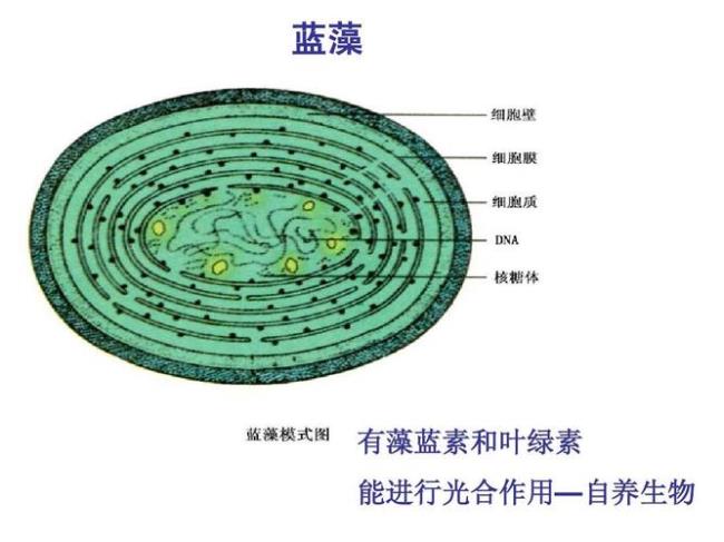 细菌和蓝藻的细胞结构特点