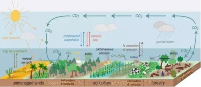 简述大气植被土壤完整的碳循环