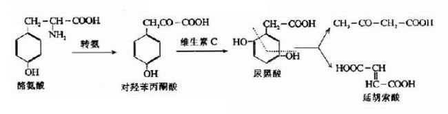 丙酮酸是氨基酸嘛