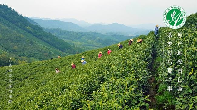 广东十大茶乡排名