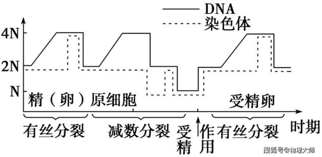 减数分裂折线图及原因