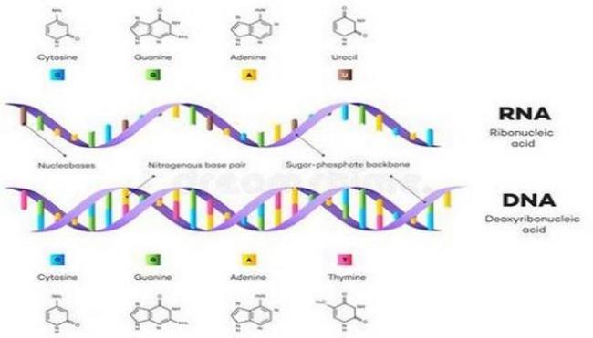 dna 和rna如何进入细胞核