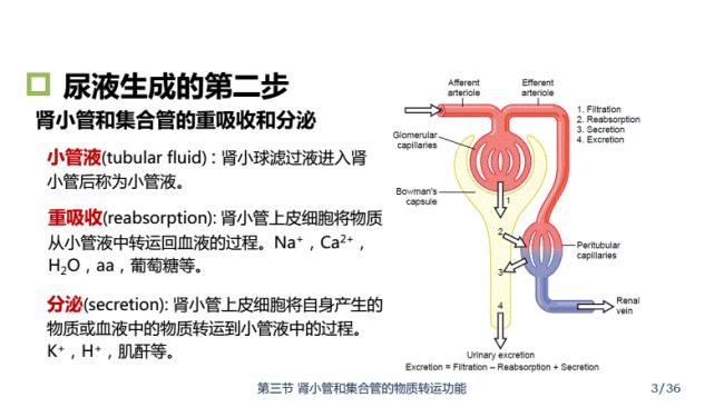 肾小管损伤如何恢复