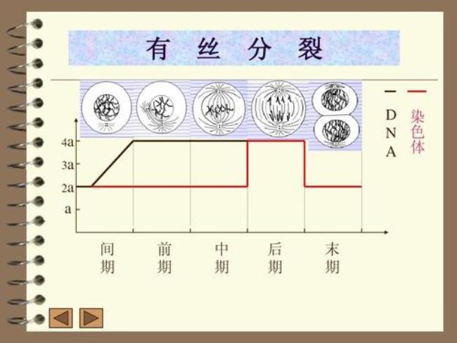 有丝分裂和减数分裂的区别