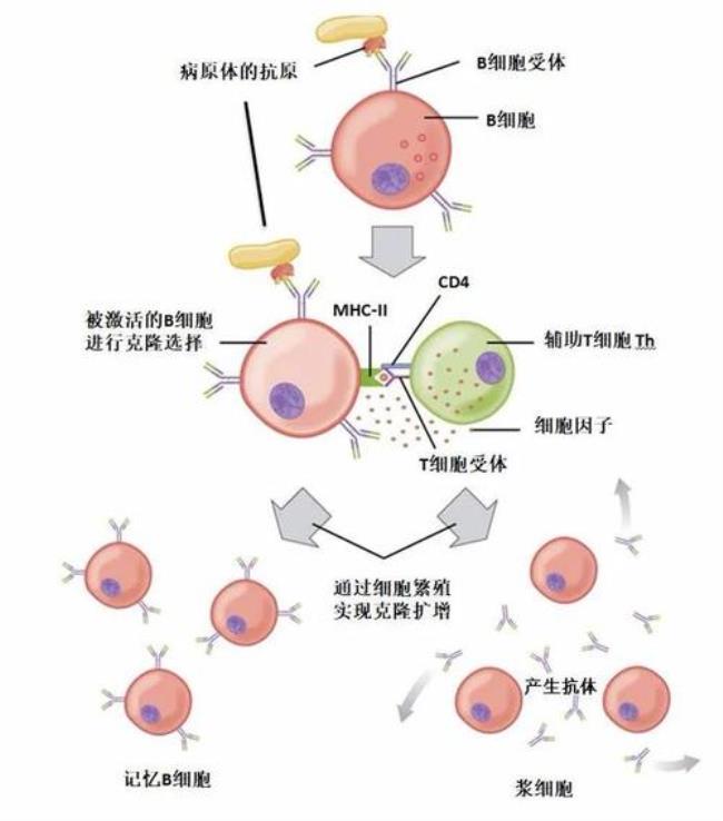 体细胞和b细胞定居的场所是