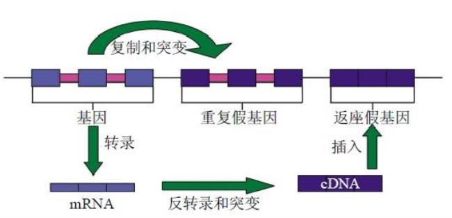 dna复制是以基因为单位吗