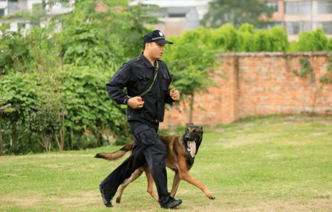 搜救犬和警犬区别