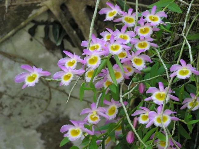 野生植物分为几级