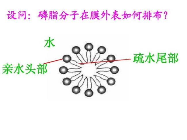 什么明细胞膜中磷脂分子为双层