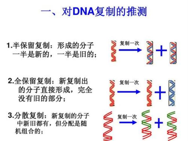 dna复制的特点是什么