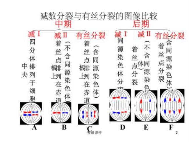 减数分裂有次数限制吗