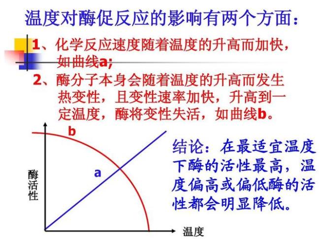 酶为什么能加速酶促反应速率