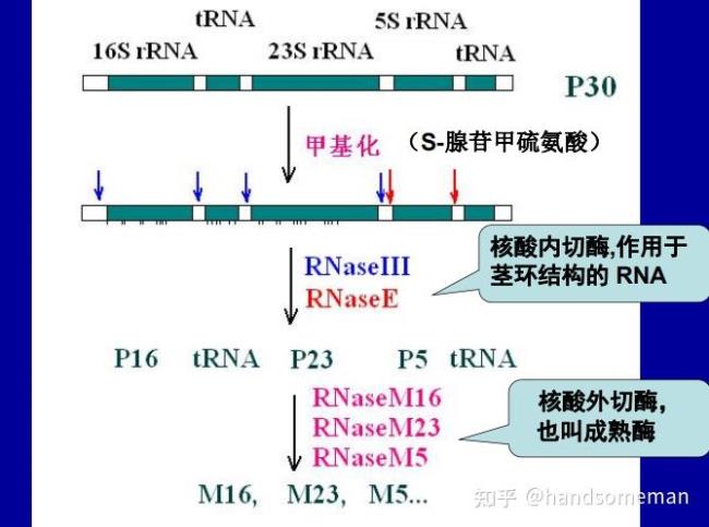 真核生物的mrna一般为单顺反子