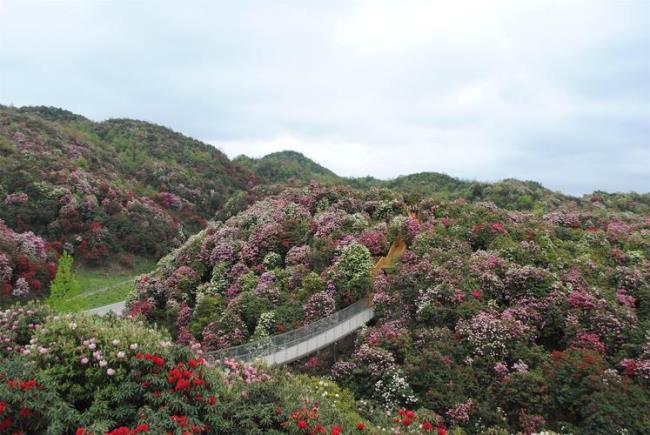 百里杜鹃景区可以开车进去吗