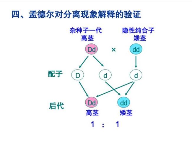 一对相对性状的6种结合方式