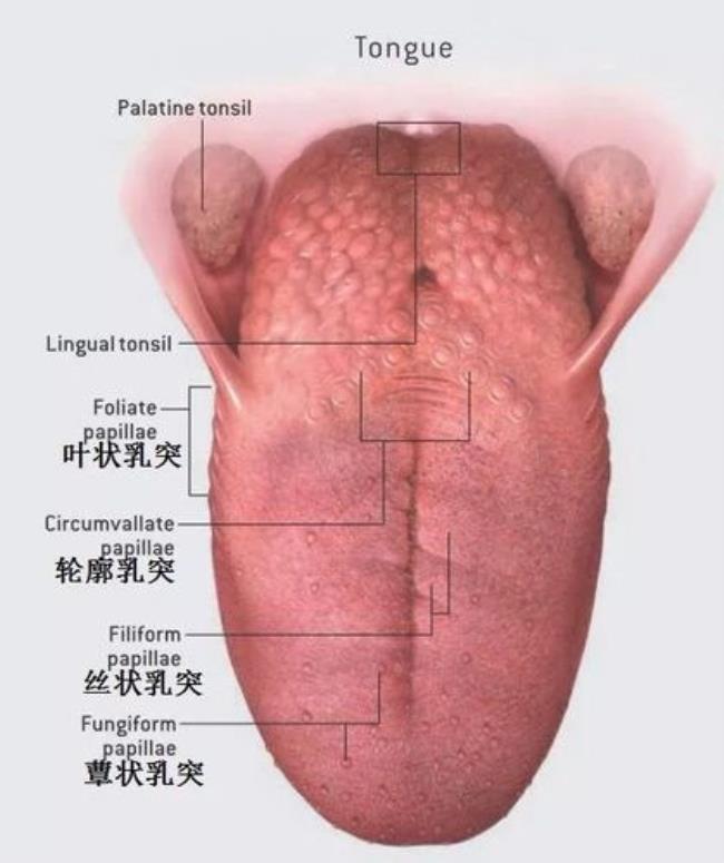 人的舌头是从哪里长出来