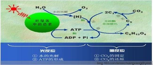 光反应饱和是什么意思