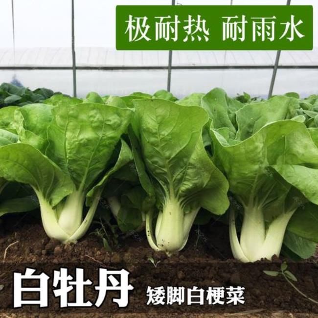 奶油白菜种植时间和方法