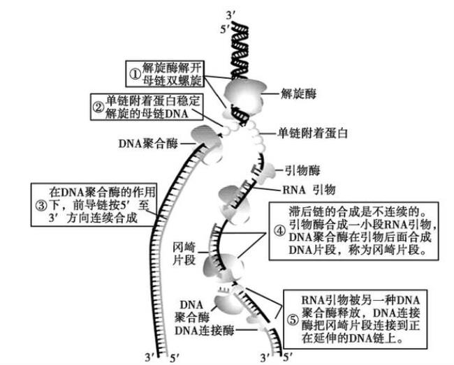 中心法则dna复制的意义