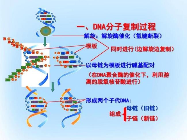 DNA复制的一般特点有哪些