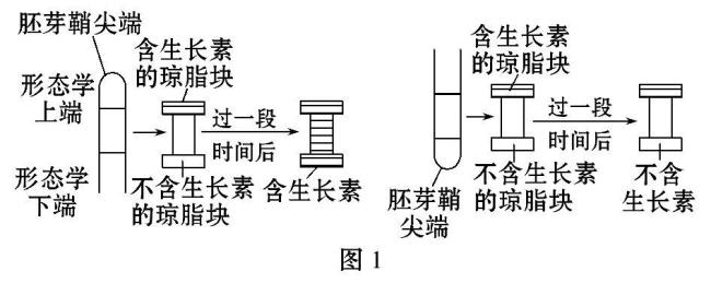 生长素的作用机理是什么