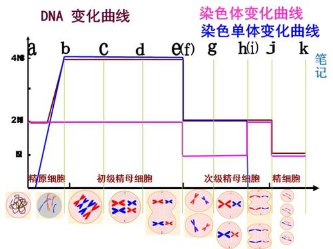 减数分裂后进行什么分裂