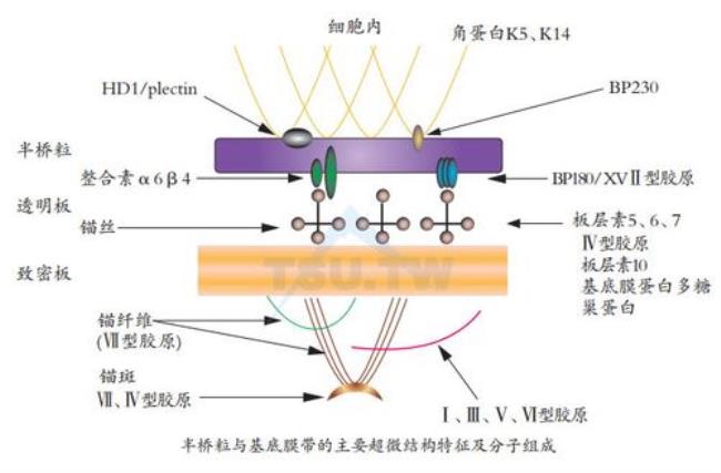 细胞膜的超微结构