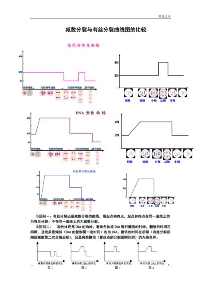 减数分裂各个时期的主要事件