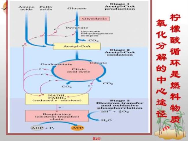 乙醛酸和柠檬酸循环异同