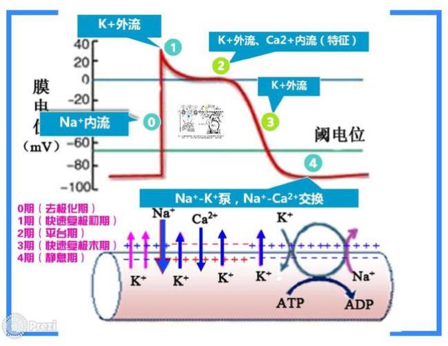 静息电位是怎么形成的