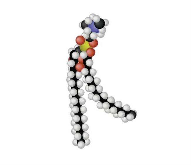 磷脂分子由什么组成