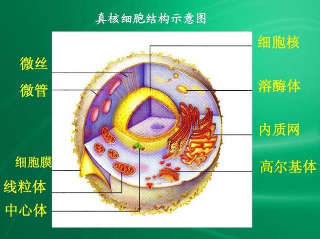 内质网和高尔基体结构态区别