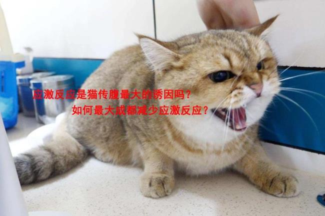 什么是猫咪的应激反应