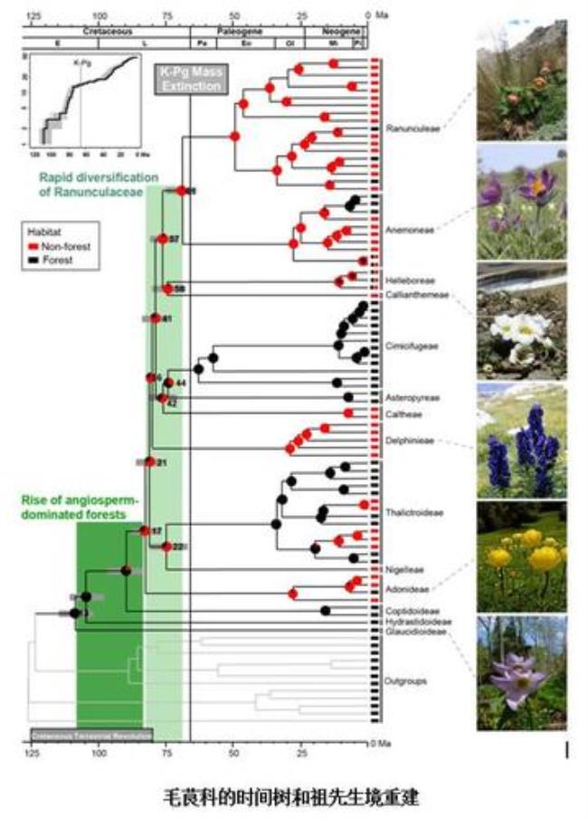 白垩纪时代被子植物有哪些