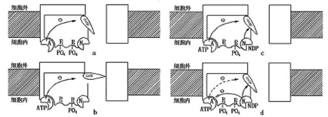 atp复合酶具有的两个功能