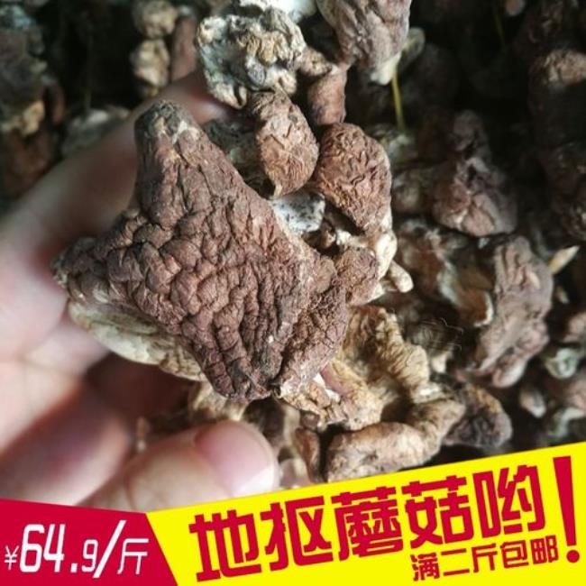 内蒙最贵的蘑菇是什么蘑菇