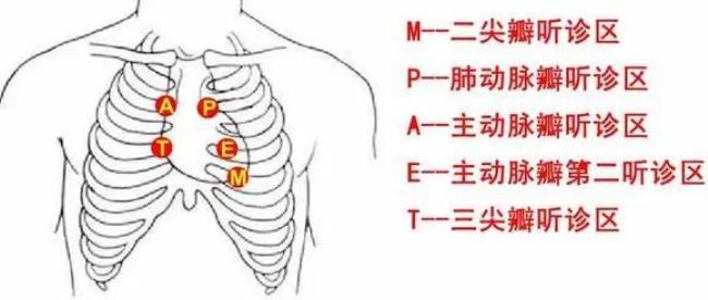 心脏瓣膜听诊区及位置