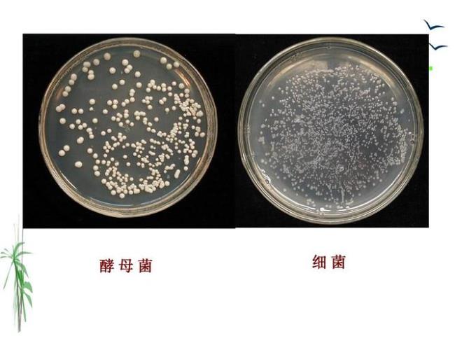 酵母菌形态结构图