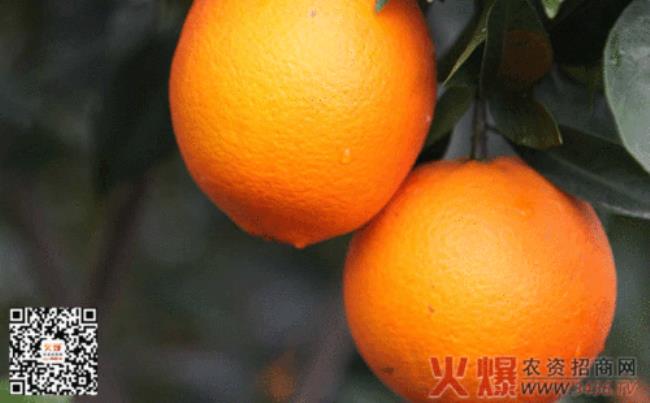 脐橙能在河南种吗