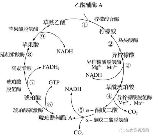 三羧酸循环其他途径