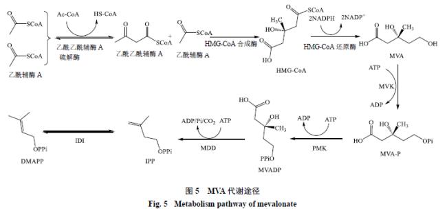 化学物诱变作用有哪些