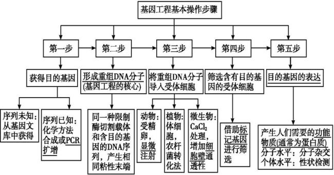 dna重组技术原理及应用