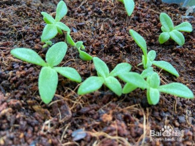 冰草种植收割几茬